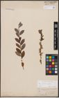 Foto von Salix aurita L. x Salix repens L.